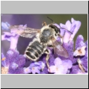 Megachile ericetorum - Blattschneiderbiene m09.jpg